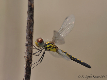 Celithemis bertha, female